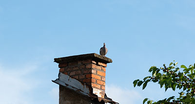 a pigeon sitting on a chimney of a house on a blue sky backdrop