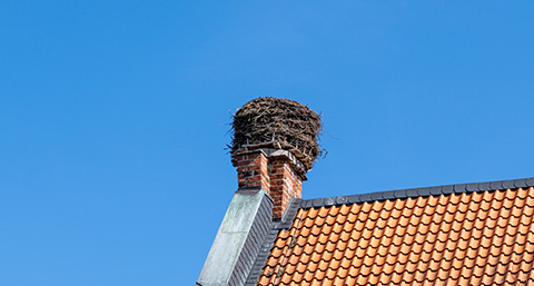 a nest on a chimney on a roof