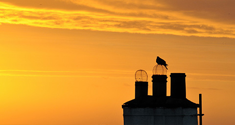 the sillouhette of a couple of chimney cowls with a bird sitting on top of it at dusk