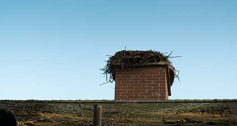 a large empty birds next on a chimney on top of a chimney