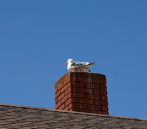 a seagull nesting on top of a chimney